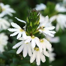White Scaevola Flower Seeds Heirloom Non-GMO High Germination Organic Garden Seeds for Planting