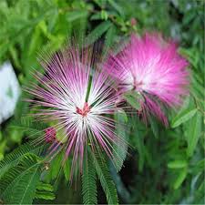 Semillas de flores de mimosa rosada – Herencia, sin OGM, semillas de jardín orgánicas de alta germinación para plantar