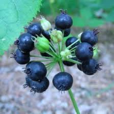 Black Sarsaparilla Seeds Heirloom Non-GMO High Germination Organic Garden Seeds for Planting
