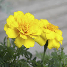 Yellow Mint Marigold Flower Seeds – Heirloom, Non-GMO, High Germination Organic Seeds