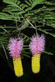 Pink Yellow Dichrostachys Flower Seeds – Heirloom, Non-GMO, High Germination Organic Garden Seeds for Planting Seeds for Planting