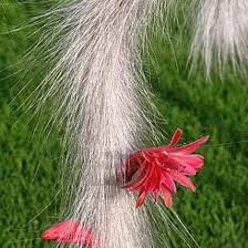 Red Hildewintera Flower Seeds – Heirloom Non-GMO High Germination Organic Garden Seeds for Planting