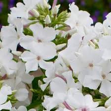 White Phlox Flower Seeds Heirloom Non-GMO High Germination Organic Garden Seeds for Planting