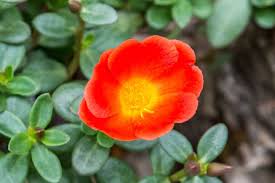 Red Portulaca Grandiflora Flower Seeds – Heirloom, Non-GMO, High Germination Organic Garden Seeds for Planting