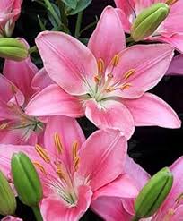 Pink Philadelphicum Flower Seeds – Heirloom Non-GMO High Germination Organic Garden Seeds for Planting