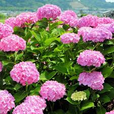 Semillas de Flores Macrophylla Rosas – Variedad Antigua, No Transgénicas, Semillas Orgánicas de Jardín de Alta Germinación para Sembrar