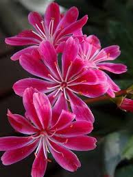 Pink Lewisia Cotyledon Flower Seeds – Seeds for Planting, Heirloom, Non-GMO, High Germination Organic Garden Seeds