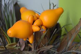 Orange Solanum Mammosum Seeds for Planting – Heirloom Non-GMO High Germination Organic Garden Seeds