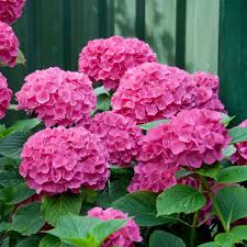 Semillas de Flores Macrophylla Rosas – Variedad Antigua, No Transgénicas, Semillas Orgánicas de Jardín de Alta Germinación para Sembrar