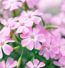 Pink Saponaria Ocymoides Flower Seeds – Heirloom Non-GMO High Germination Organic Garden Seeds