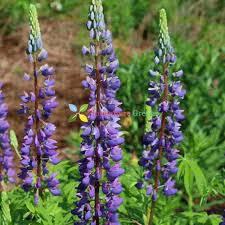Purple Lupine Flower Seeds – Heirloom, Non-GMO, High Germination Organic Garden Seeds for Planting Seeds for Planting