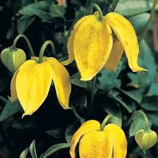 Yellow Clematis Flower Seeds – Heirloom, Non-GMO, High Germination Organic Garden Seeds