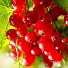 Mixed Currant Fruit Seeds – Heirloom, Non-GMO, High Germination Organic Garden Seeds
