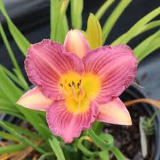 Purple Hemerocallis Flower Seeds Heirloom Non-GMO High Germination Organic Garden Seeds for Planting