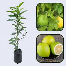 Sweet Lime Fruit Seeds for Planting – Yellow Variety Heirloom Non-GMO High Germination Organic Garden Seeds