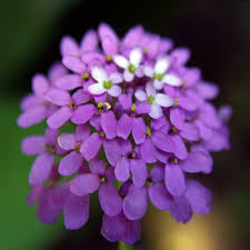 Purple Iberis Amara Flower Seeds Heirloom Non-GMO High Germination Organic Garden Seeds for Planting