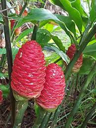 Zingiber Flower Seeds – Heirloom Non-GMO High Germination Organic Garden Seeds