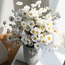 White Rhodanthe Flower Seeds Heirloom Non-GMO High Germination Organic Garden Seeds for Planting