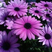 Purple Osteospermum Flower Seeds Heirloom Non-GMO High Germination Organic Garden Seeds for Planting