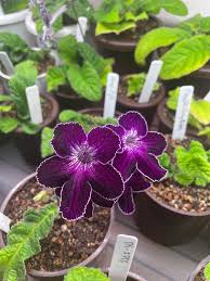 Purple Streptocarpus Flower Seeds – Heirloom, Non‑GMO, High Germination Organic Garden Seeds
