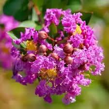 Purple Lagerstroemia Flower Seeds Heirloom Non-GMO High Germination Organic Garden Seeds for Planting