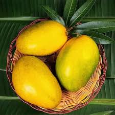 Yellow Mango Tree Seeds for Planting – Sweet, Tropical Mangoes, Heirloom &amp; Non-GMO, High Germination Seeds Organic Garden Seeds