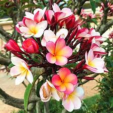 Mixed Plumeria Rubra Flower Seeds – Heirloom, Non-GMO, High Germination Organic Garden Seeds for Planting Seeds for Planting