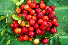Barbados Cherry Seeds – Heirloom, Non-GMO, High Germination Organic Garden Seeds for Planting Seeds for Planting