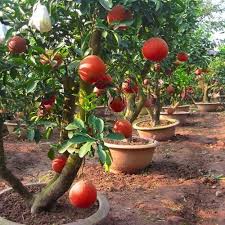 Ruby Red Pomelo Fruit Seeds for Planting – Heirloom Non-GMO Citrus Tree Seeds, High Germination