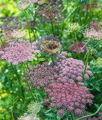 Pink White Daucus Flower Seeds Heirloom Non-GMO High Germination Organic Garden Seeds for Planting