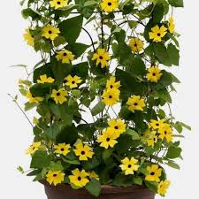 Thunbergia Alta Flower Seeds Heirloom Non-GMO High Germination Organic Garden Seeds for Planting
