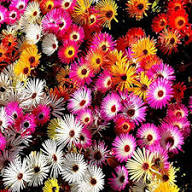 Mixed Lampranthus Flower Seeds – Heirloom Non-GMO High Germination Seeds