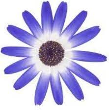 Senetti Pericallis White Flower Seeds Pack for Planting – Heirloom, Non-GMO, High Germination Organic Garden Seeds