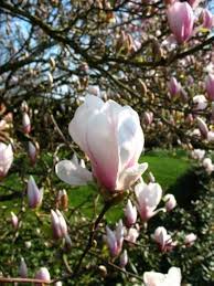 Semillas de Flores Soulangiana Blancas Rosadas para Plantar Semillas de Jardín Orgánicas de Alta Germinación No Transgénicas de Herencia