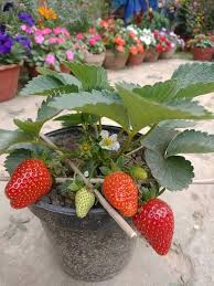 Vibrant Ozark Beauty Strawberry Seeds for Planting Heirloom Non-GMO High Germination Organic Garden Seeds