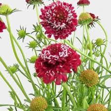 Red Scabious Flower Seeds for Planting – Heirloom, Non-GMO, High Germination Organic Garden Seeds