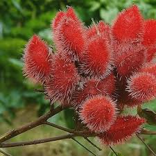 Mixed Achiote Seeds – Heirloom, Non-GMO, High Germination Organic Garden Seeds for Planting