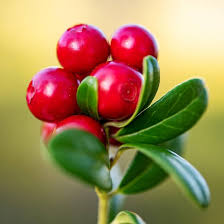 Lingonberry Fruit Seeds for Planting Heirloom Non-GMO High Germination Organic Garden Seeds