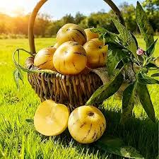Pepino Melon Pear Seeds for Planting Solanum Muricatum Heirloom Non-GMO High Germination Organic Garden Seeds