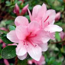 Rhododendron Light Pink Flower Seeds for Planting – Heirloom Non-GMO High Germination Organic Garden Seeds