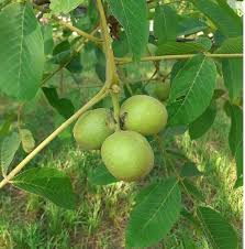 Green Walnut Plant Seeds for Planting Nut Trees, Heirloom &amp; Non-GMO High Germination Organic Garden Seeds