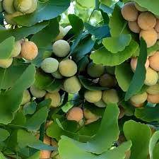 Mix Ginkgo herb seeds
