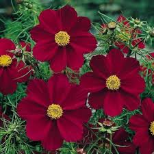 Cosmos Flower Seeds Red for Planting – Heirloom Non-GMO High Germination Seeds