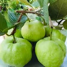 Crystal Guava (Indonesia) Fruit Seeds for Planting – Sweet Tropical Harvests, Heirloom &amp; Non-GMO Seeds for Planting High Germination Organic Garden Seeds