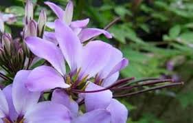 Purple Cleome Flower Seeds for Planting – Heirloom Non-GMO High Germination Seeds Seeds for Planting Organic Garden Seeds
