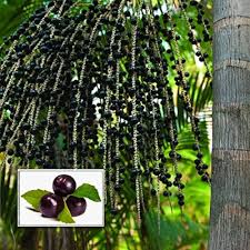 Acai Fruit Seeds for Growing Nutrient-Rich Berries Heirloom Non-GMO High Germination Organic Garden Seeds