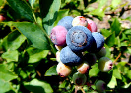 Rabbiteye Blueberries Fruit Seeds for Planting – Heirloom Non-GMO High Germination Organic Garden Seeds
