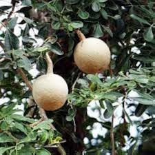 Wood Apple Fruit Seeds for Planting – Heirloom Non-GMO High Germination Organic Garden Seeds for Tropical Fruit Trees