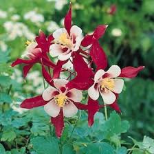 Red White Aquilegia Vulgaris Flower Seeds for Planting Heirloom Non-GMO High Germination Organic Garden Seeds