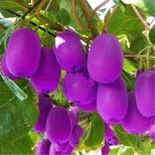Purple Kiwi Fruit Seeds for Planting – Heirloom Non-GMO High Germination Organic Garden Seeds for Tangy Nutrient-Packed Tropical Fruits
